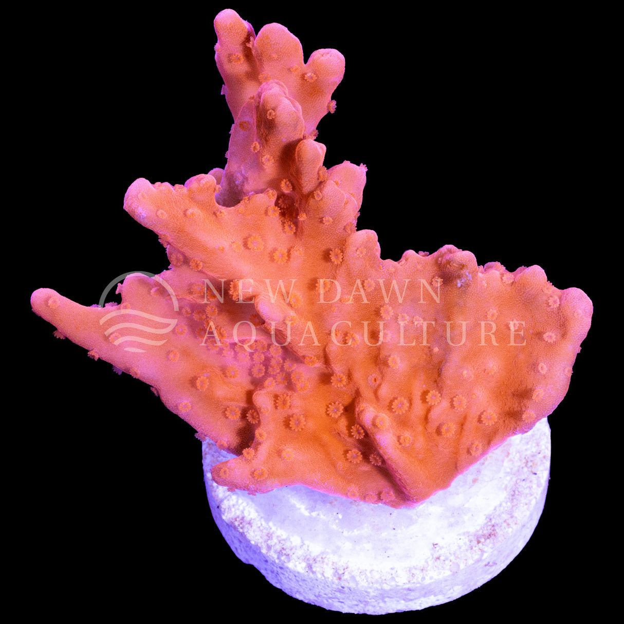 Montipora Setosa