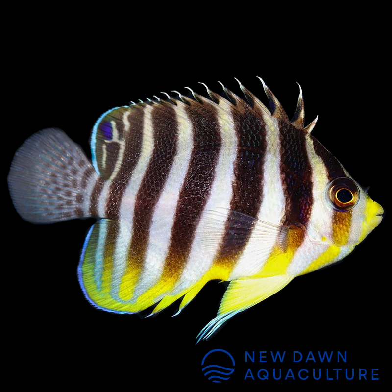 Multibar Angelfish