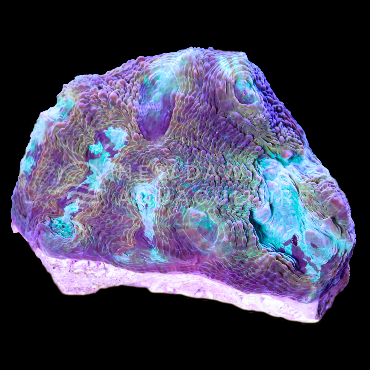 Mystic Marble Echinata