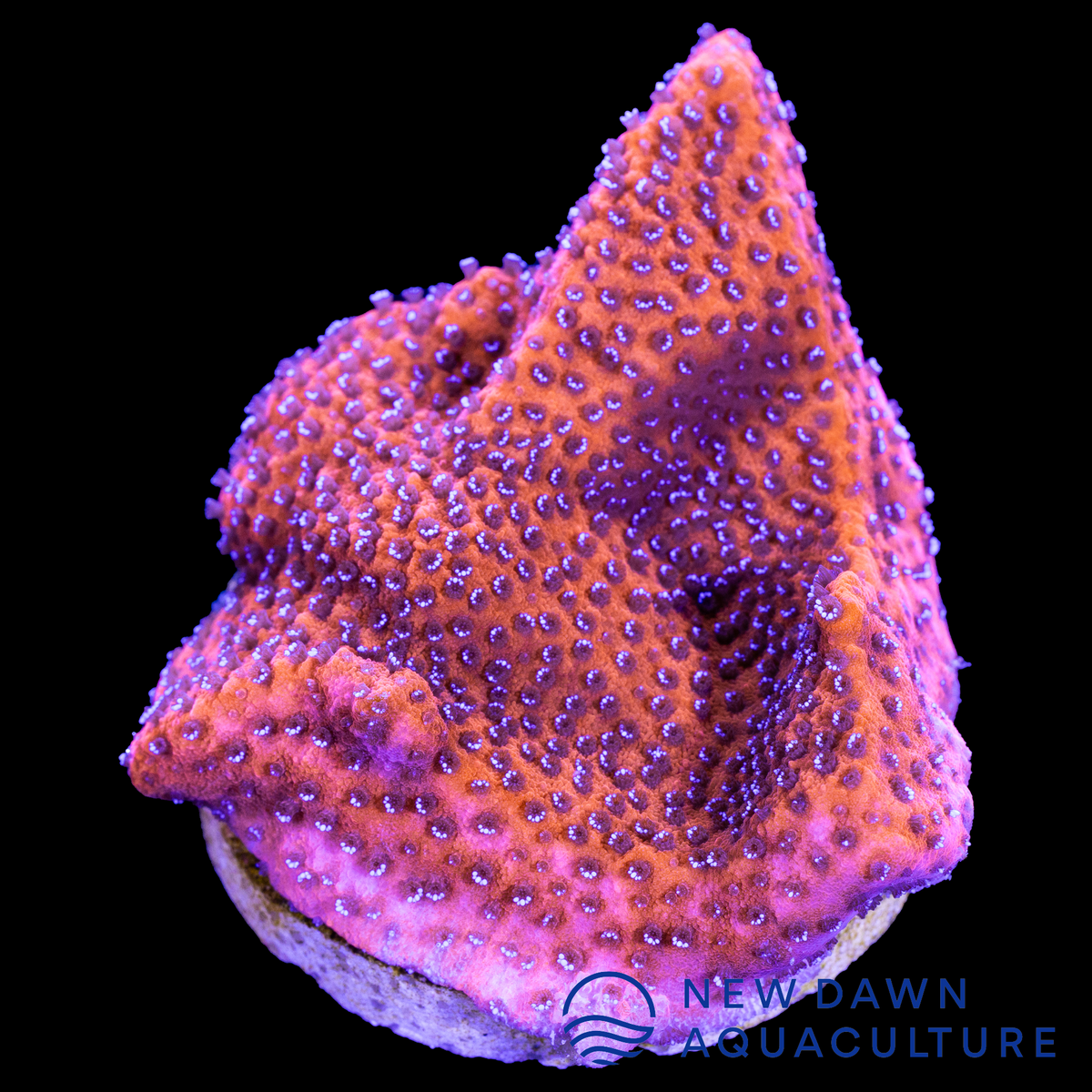 Mystic Sunset Montipora | New Dawn Aquaculture