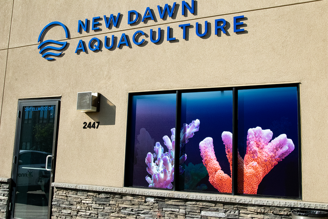 New Dawn Storefront