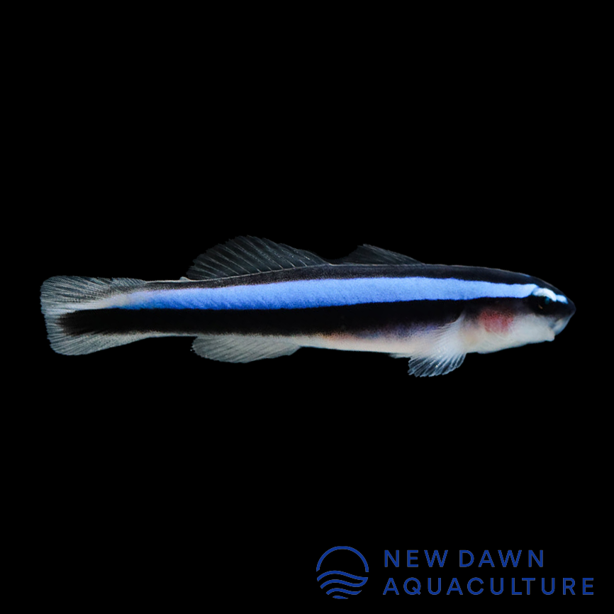 Neon Cleaner Goby