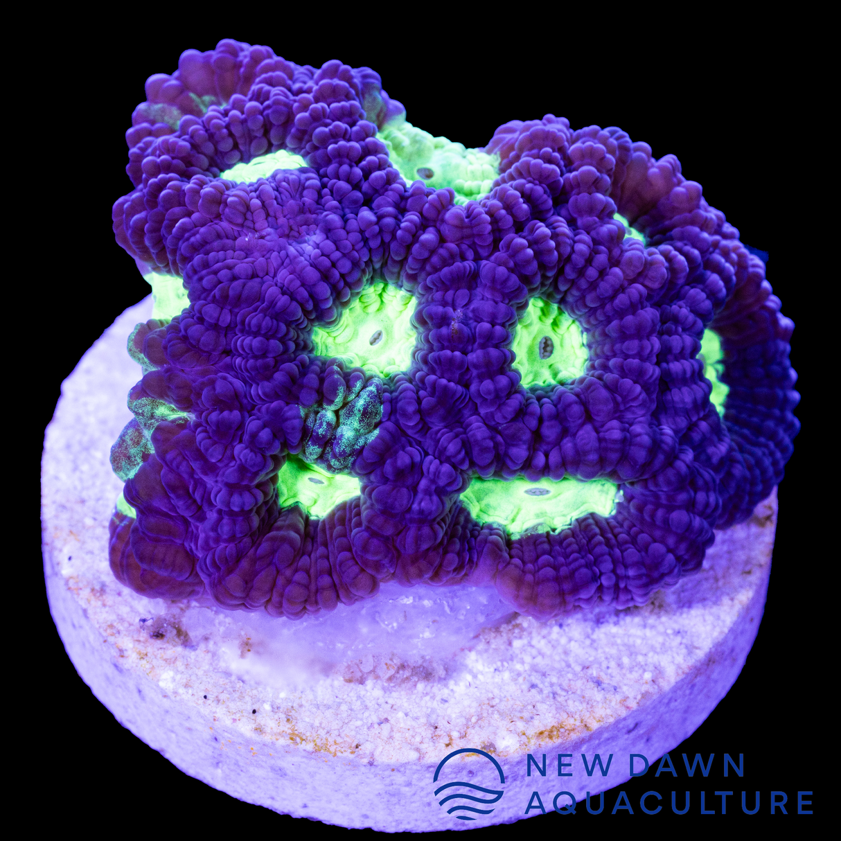 Neon Enigma Dipsastraea