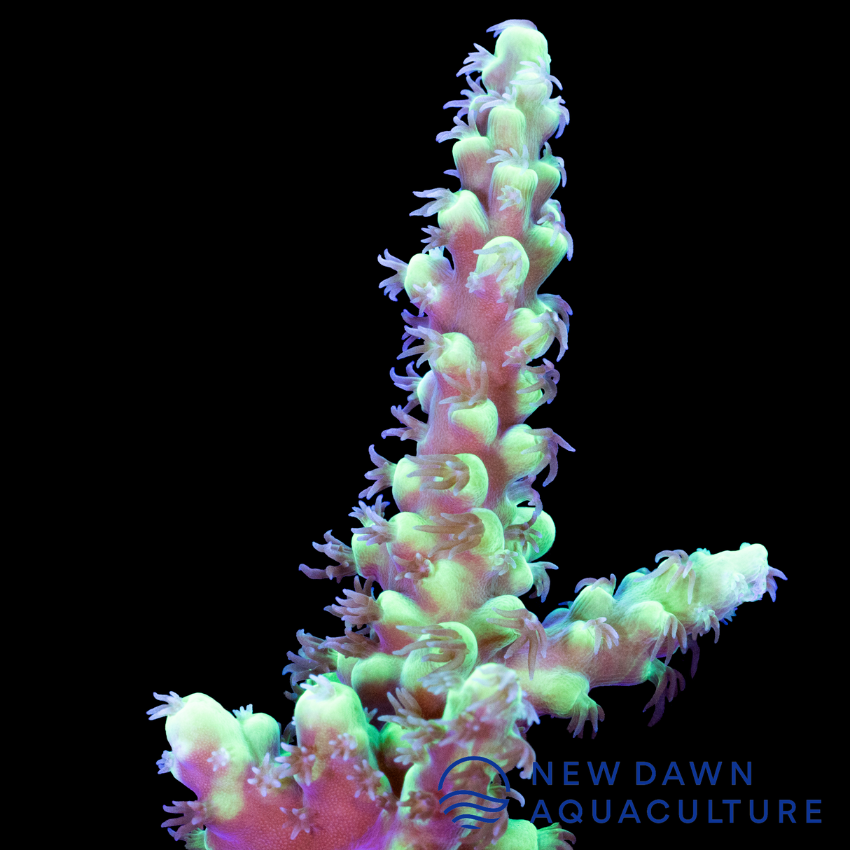 Neon Green Acropora Aculeus