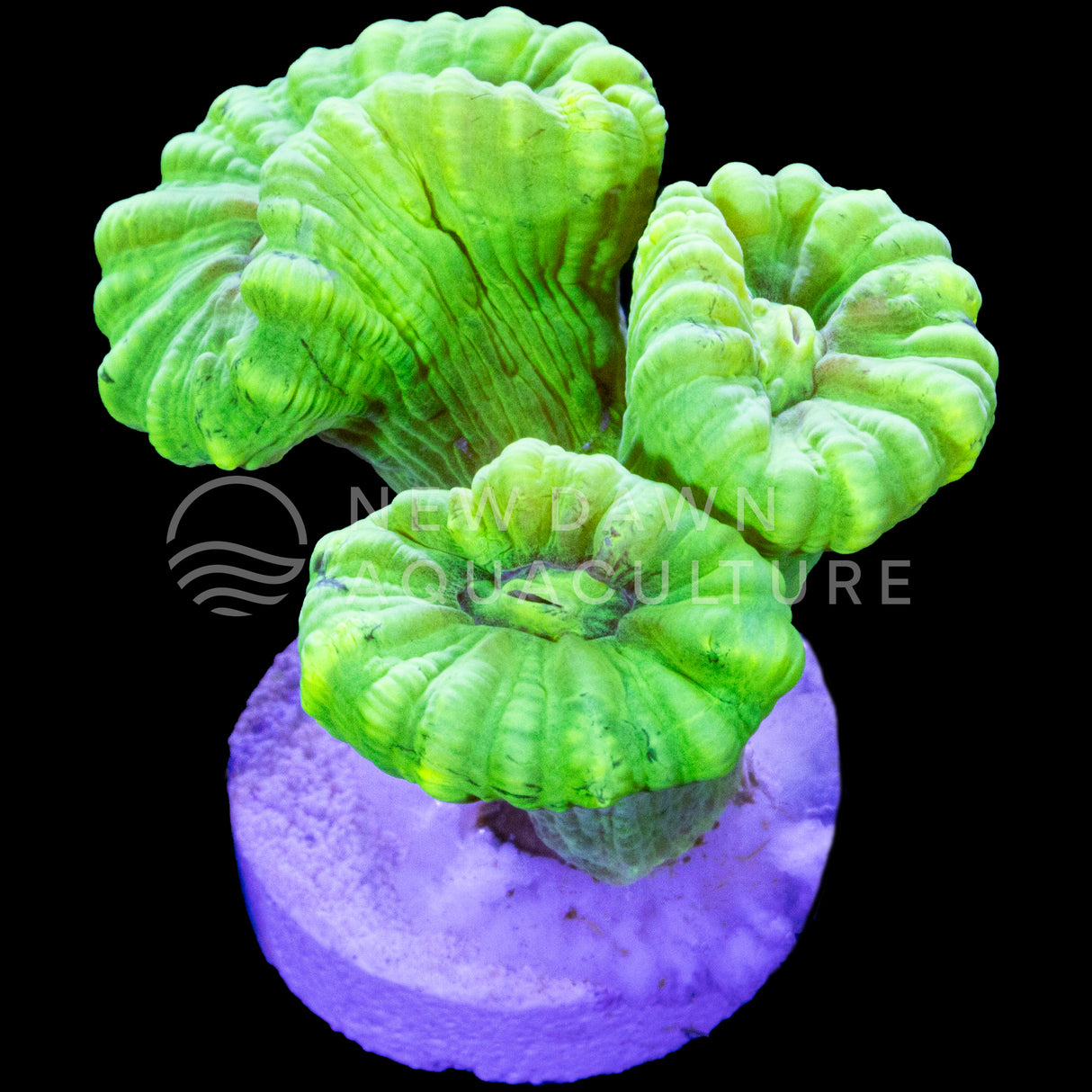 Neon Green Candy Cane