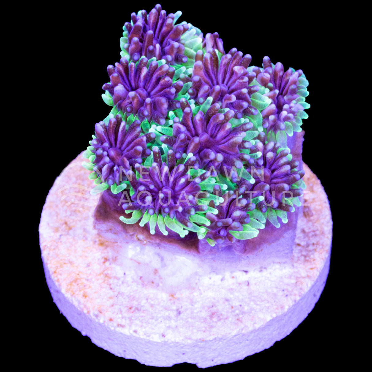 Neon Green Galaxea