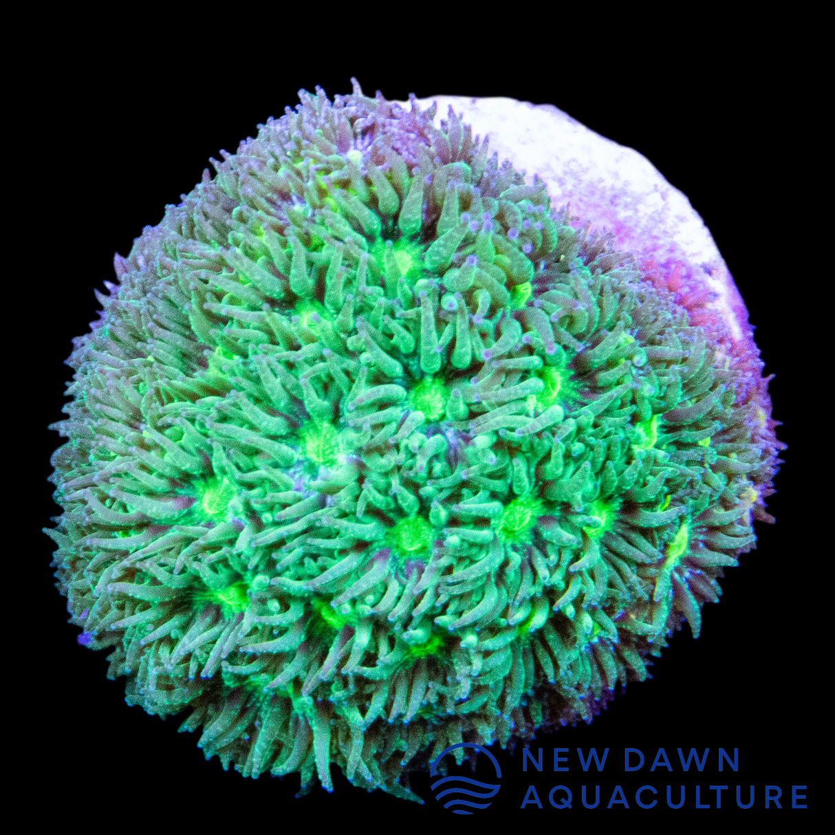 Neon Green Leptastrea