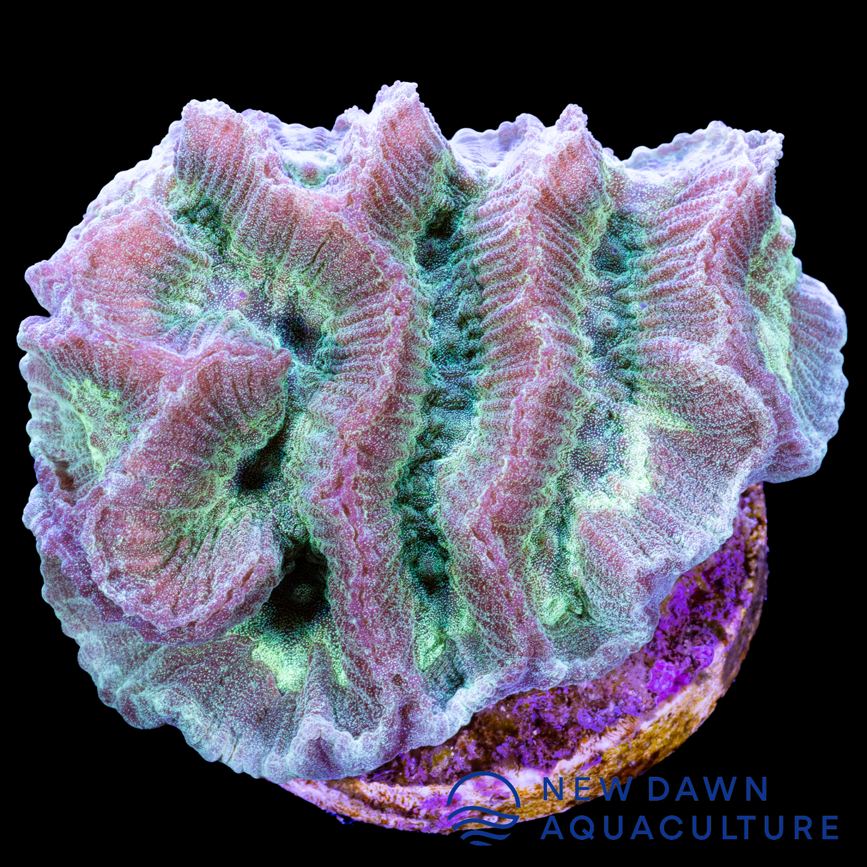 Neon Green Paragoniastrea