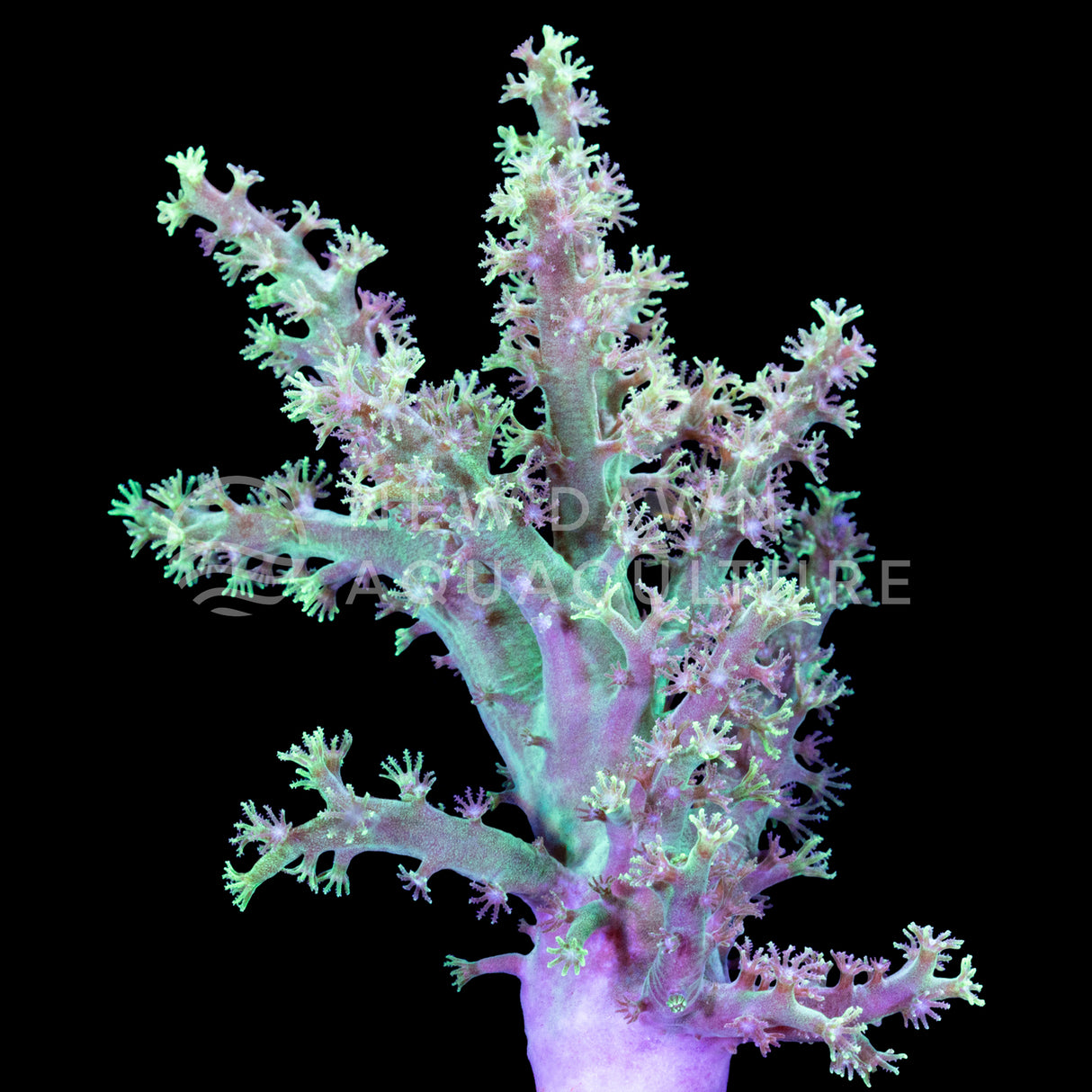 Neon Spaghetti Finger Leather