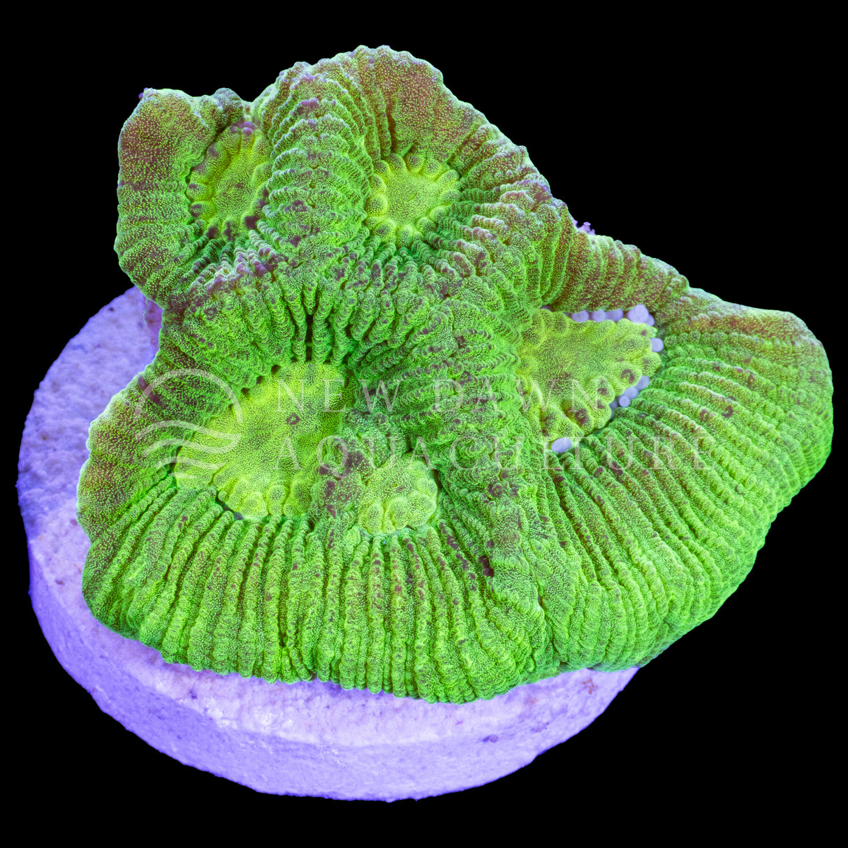 Neon Green Coelastrea