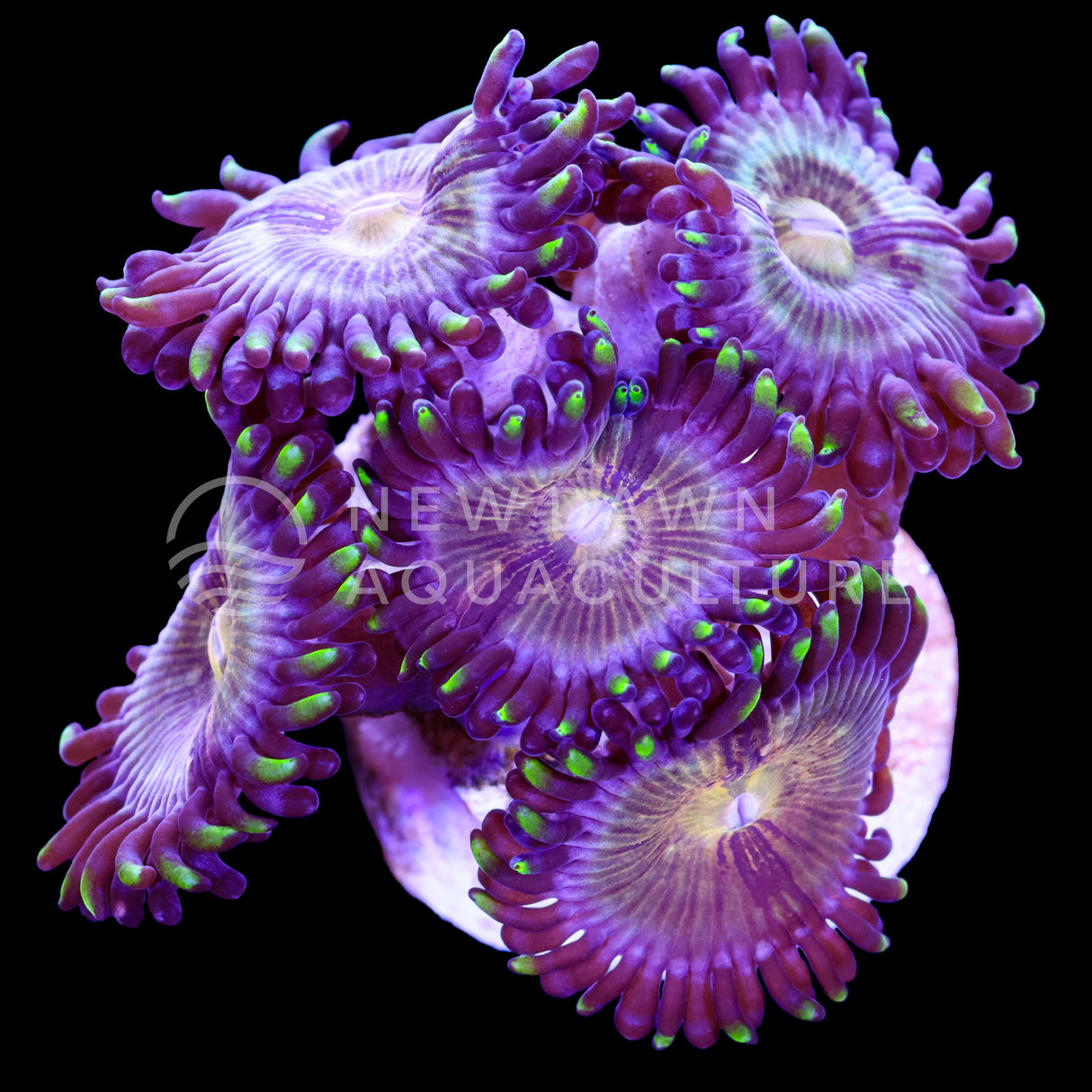 Nirvana Zoanthids