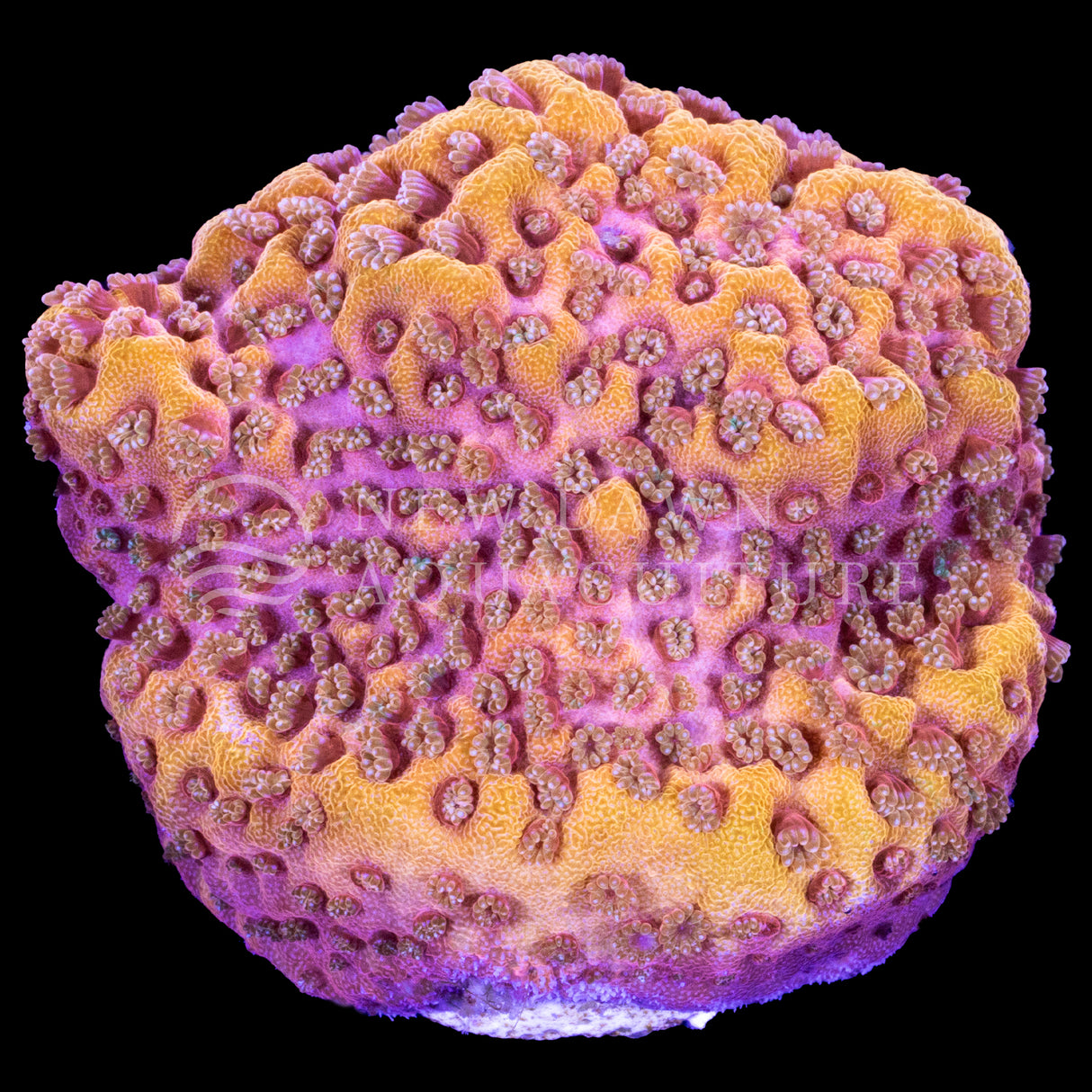 Orange Encrusting Montipora