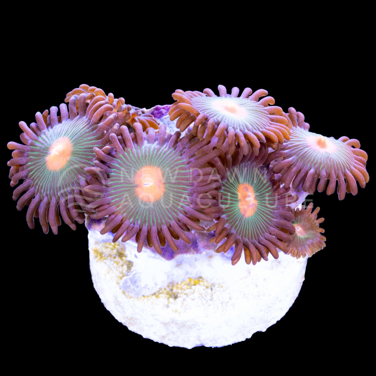 Orange Eye Zoanthids