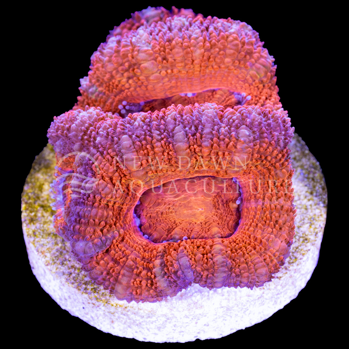 Orange Micromussa