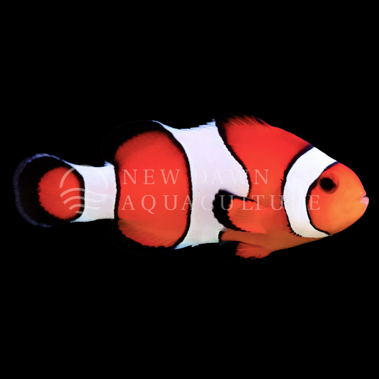 Orange Ocellaris Clownfish