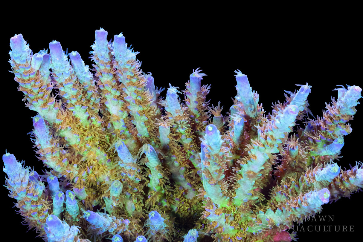 Orange Passion Acropora