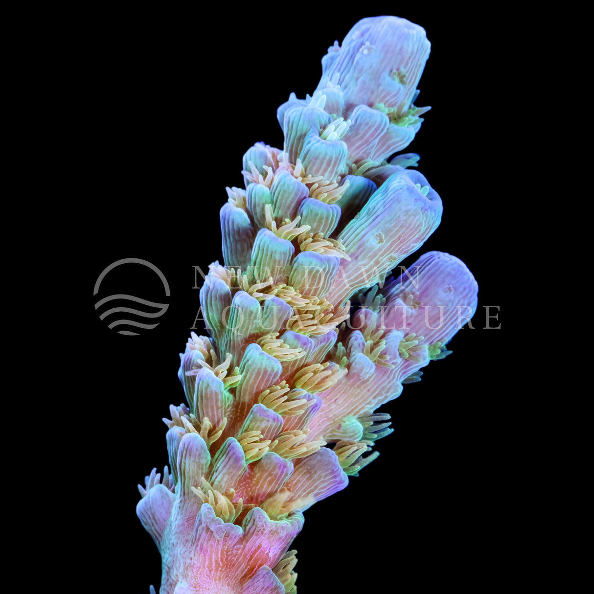 Orange Passion Acropora