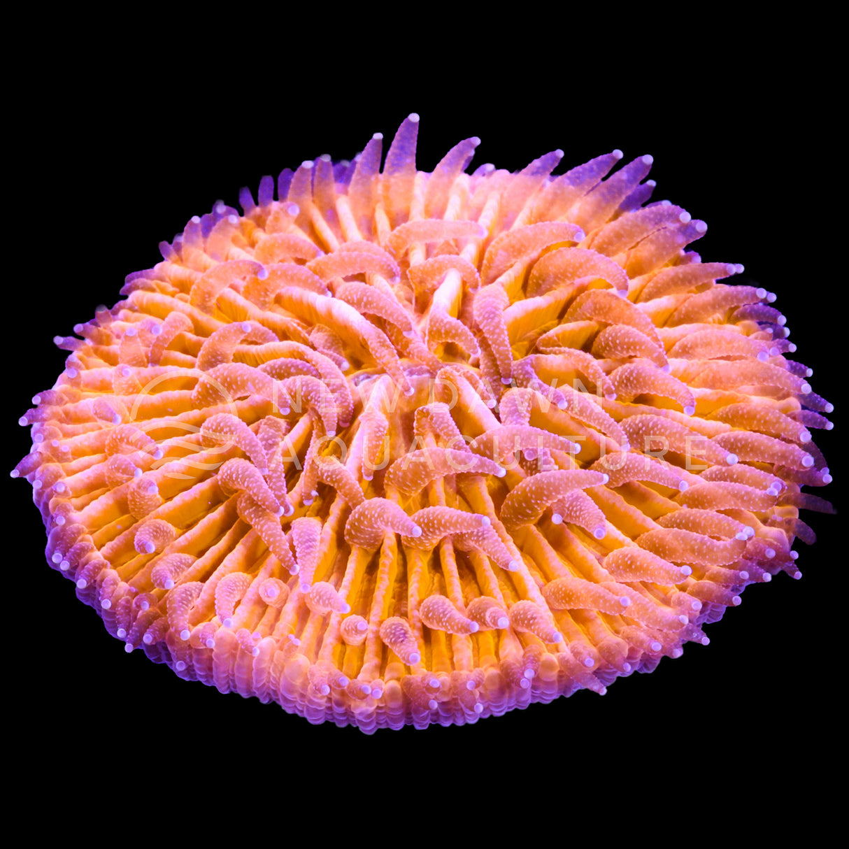 Orange Plate Coral