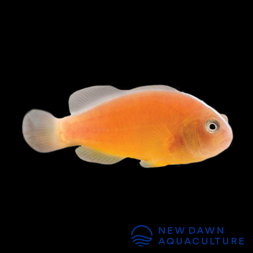 Orange Skunk Clownfish