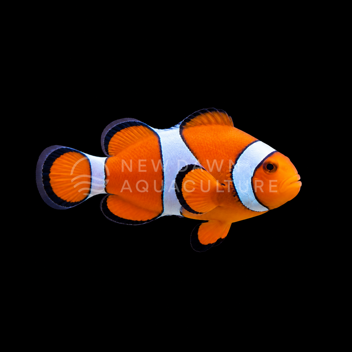 Orange Ocellaris Clownfish facing right on a black background