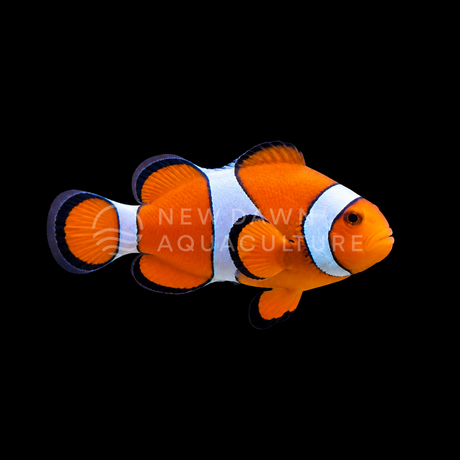 Orange Ocellaris Clownfish facing right on a black background