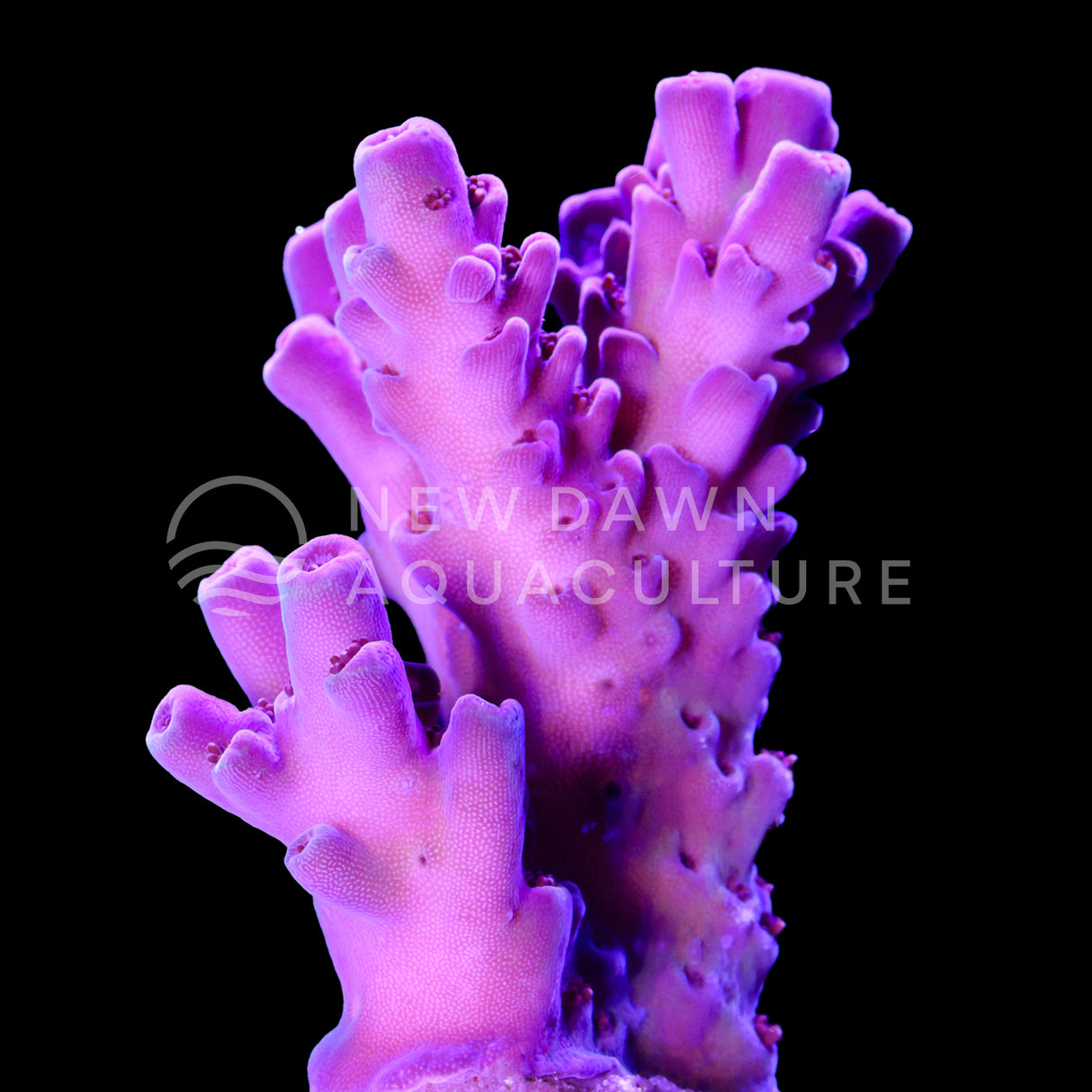 Orchid Crown Acropora