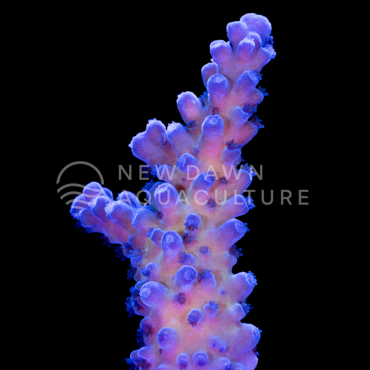 Oregon Tort Acropora