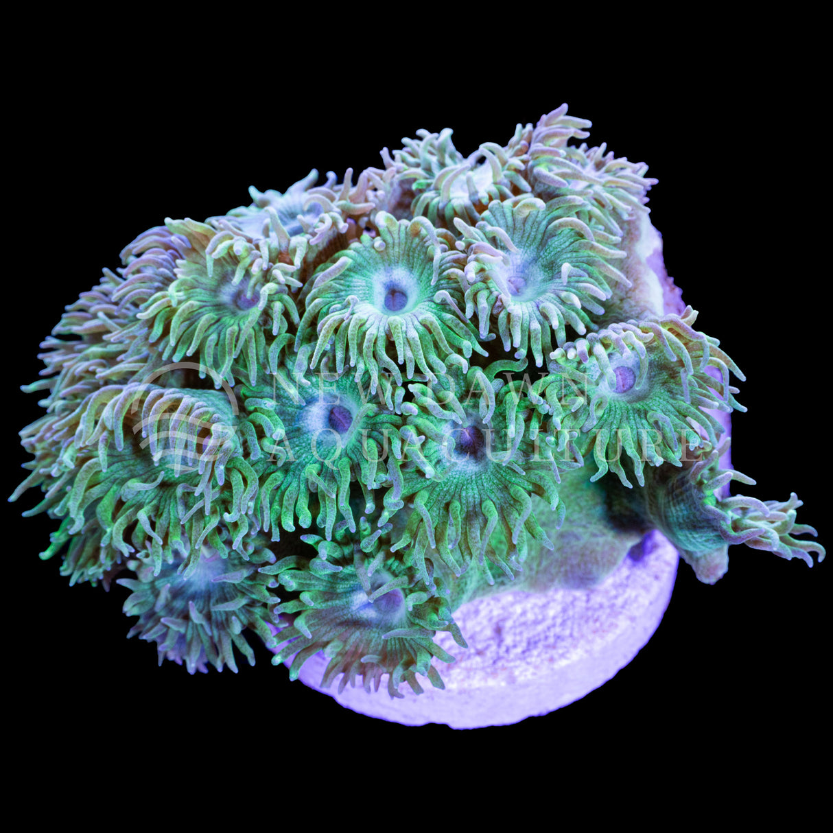 Pagoda Cup Coral