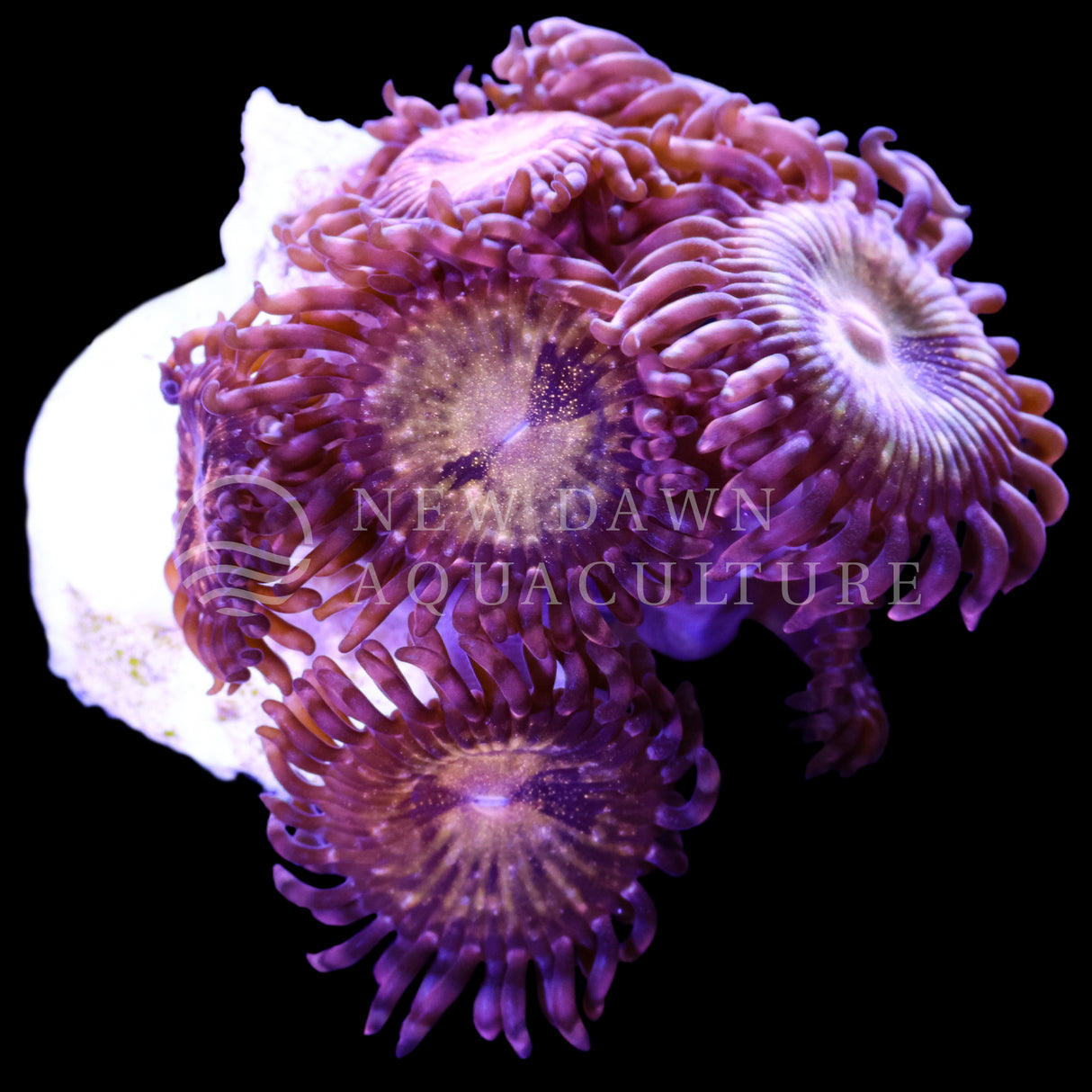 Pandora Zoanthids