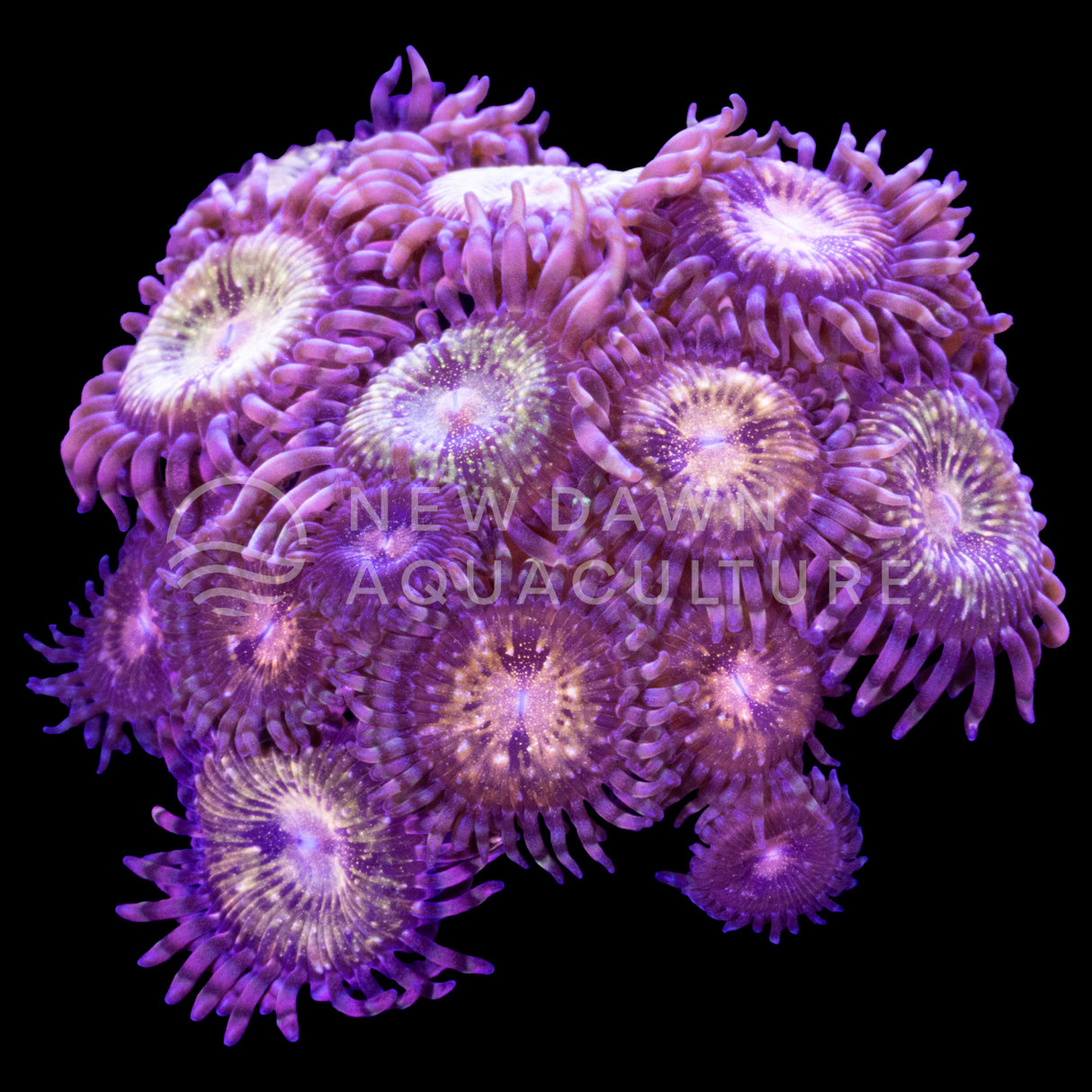 Pandora Zoanthids