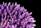 Pink Cadillac Acropora