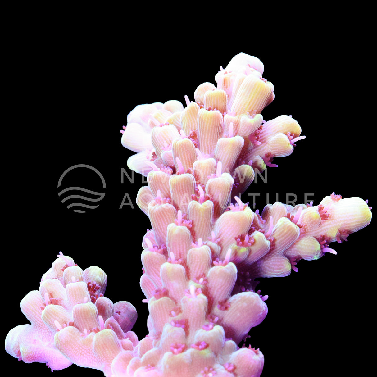 Pink Lemonade Acropora