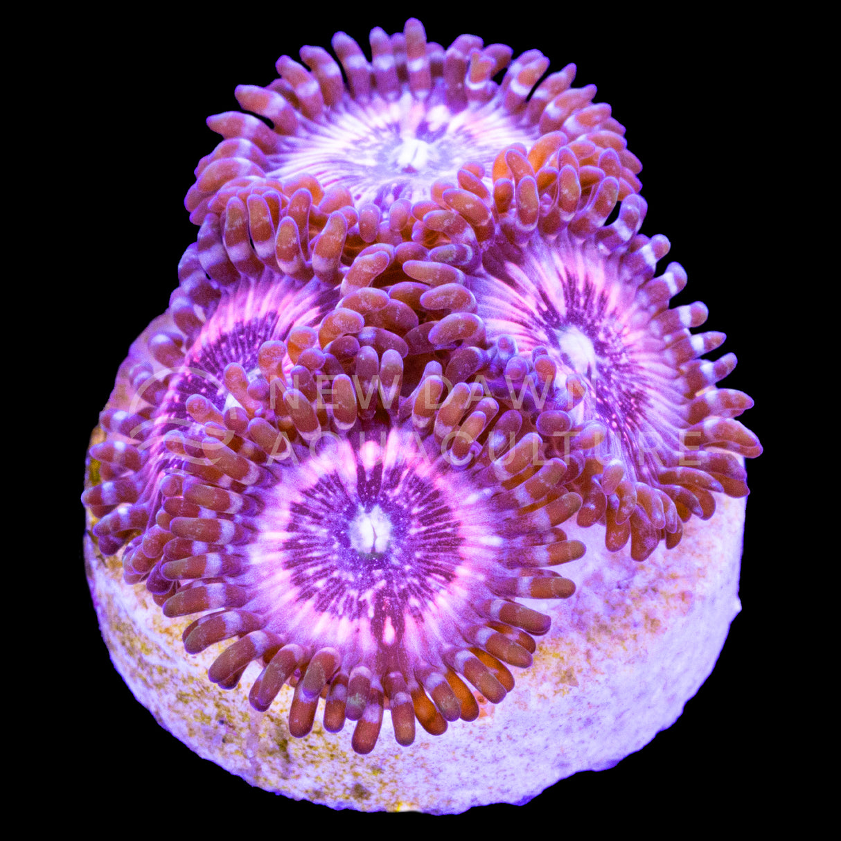 Pink Zipper Zoanthids