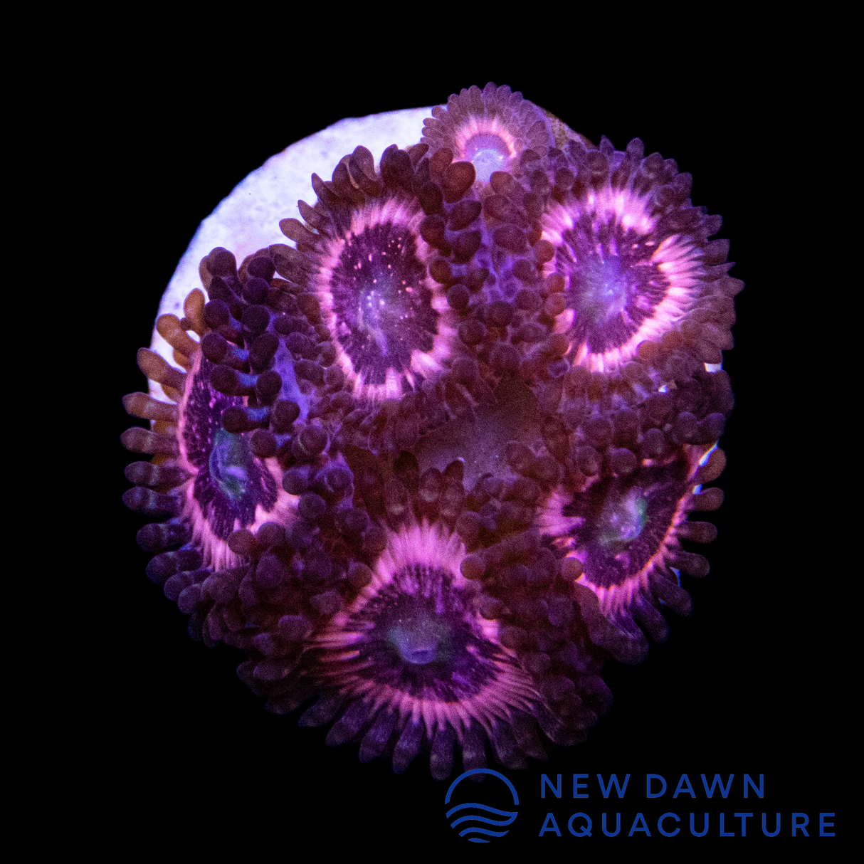 Pink Zipper Zoanthids