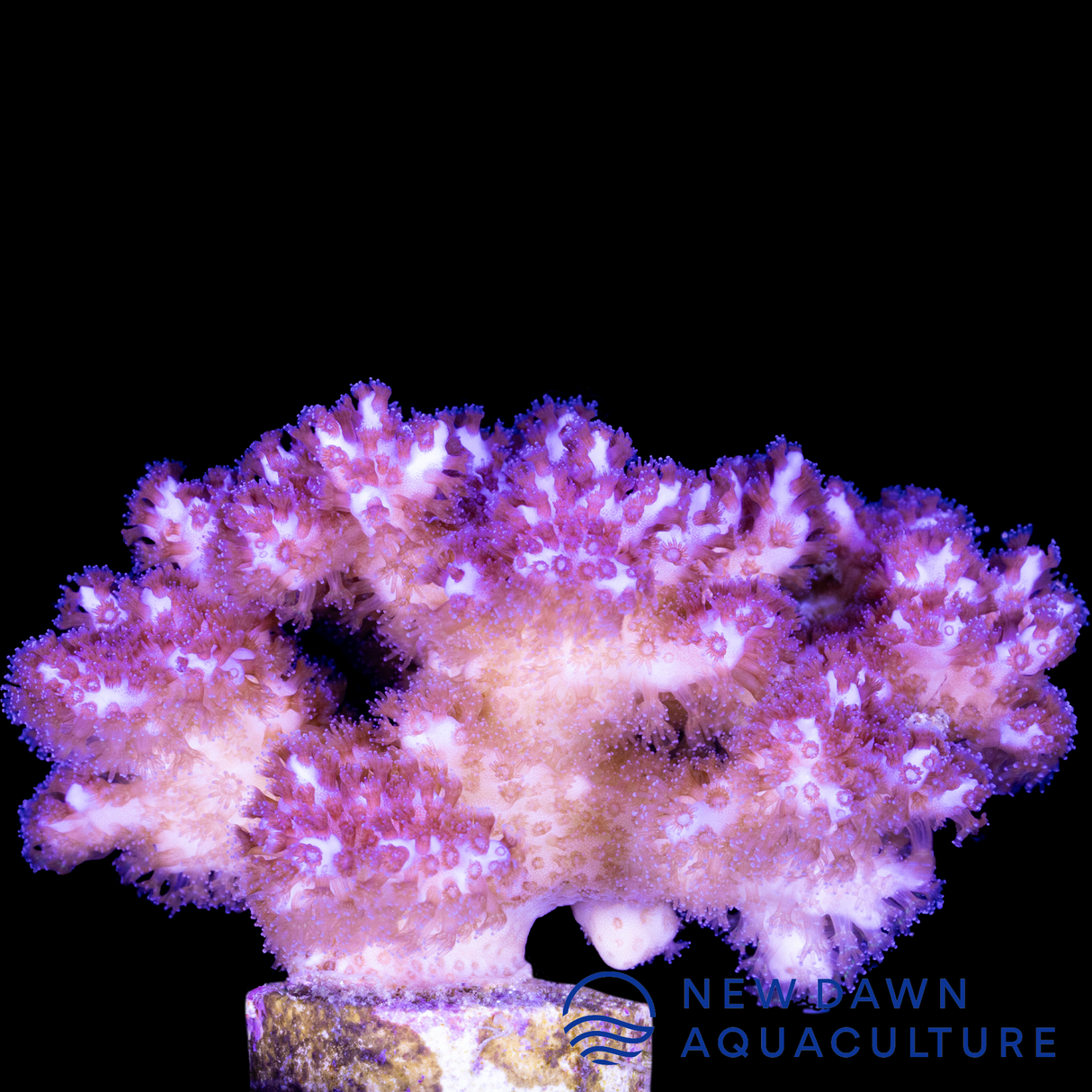 Pocillopora Damicornis