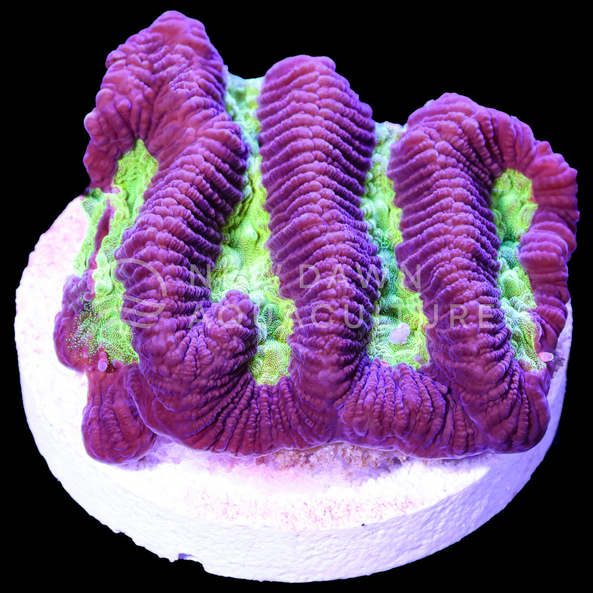 Purle Paragoniastrea