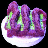 Purle Paragoniastrea