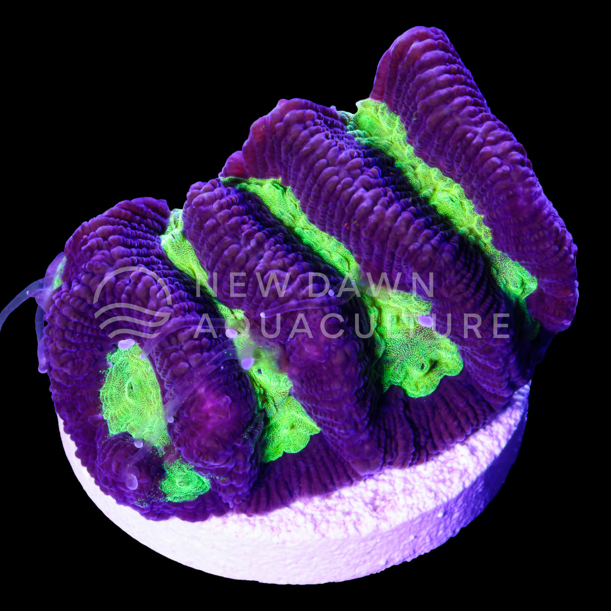 Purle Paragoniastrea