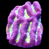 Purle Paragoniastrea