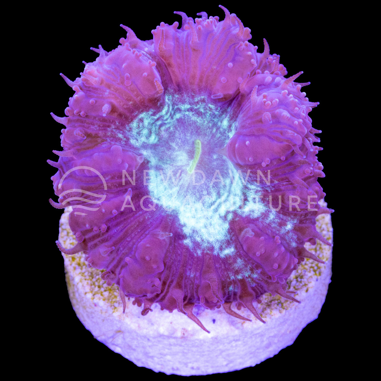 Purple Blastomussa