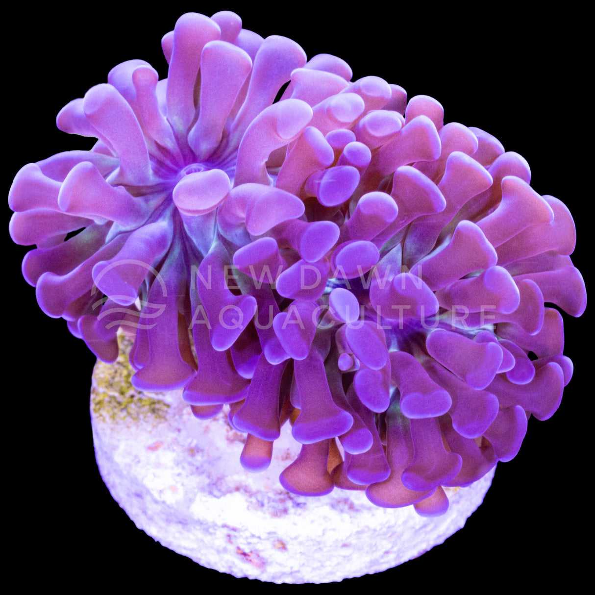 Purple Branching Hammer