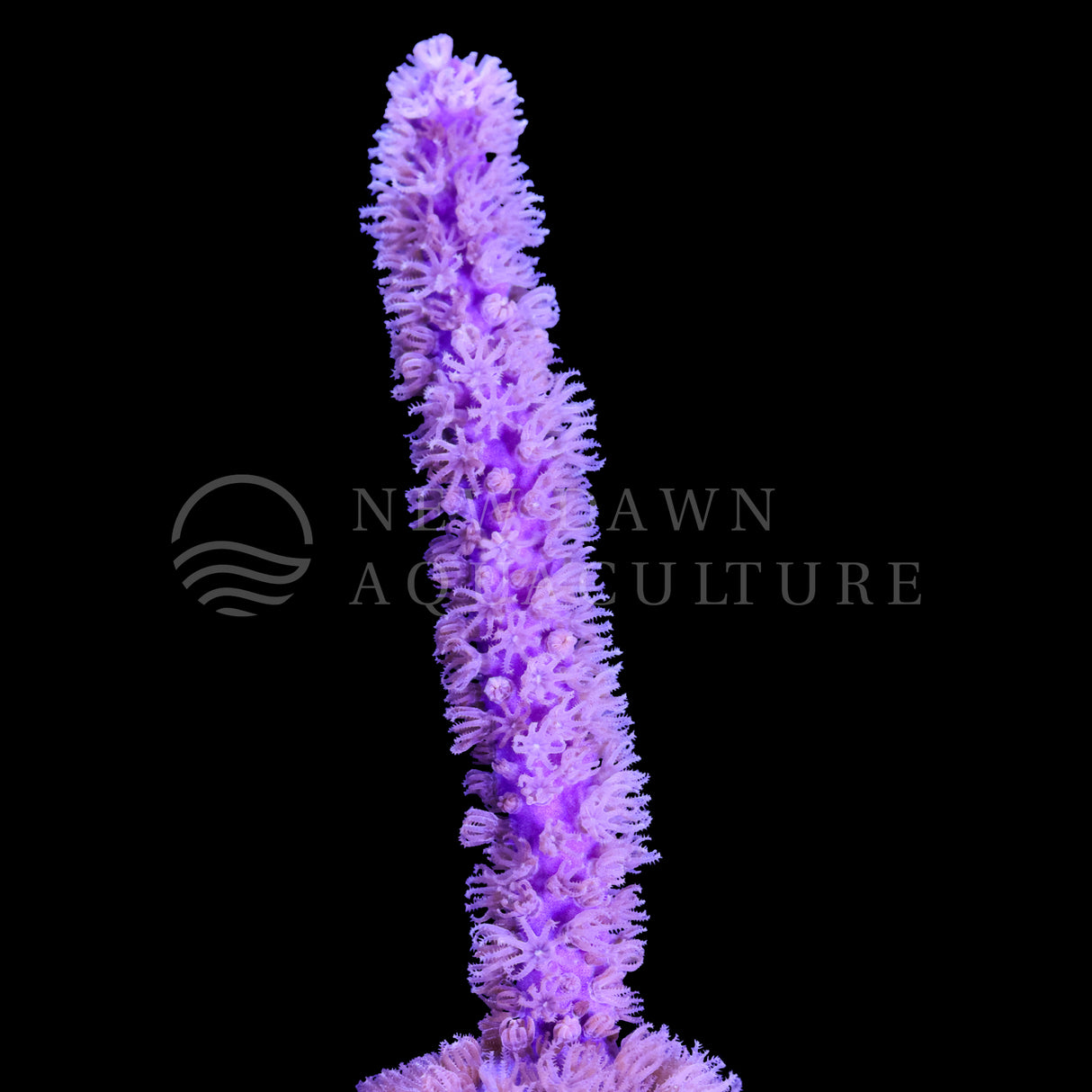 Purple Candelabra Gorgonian