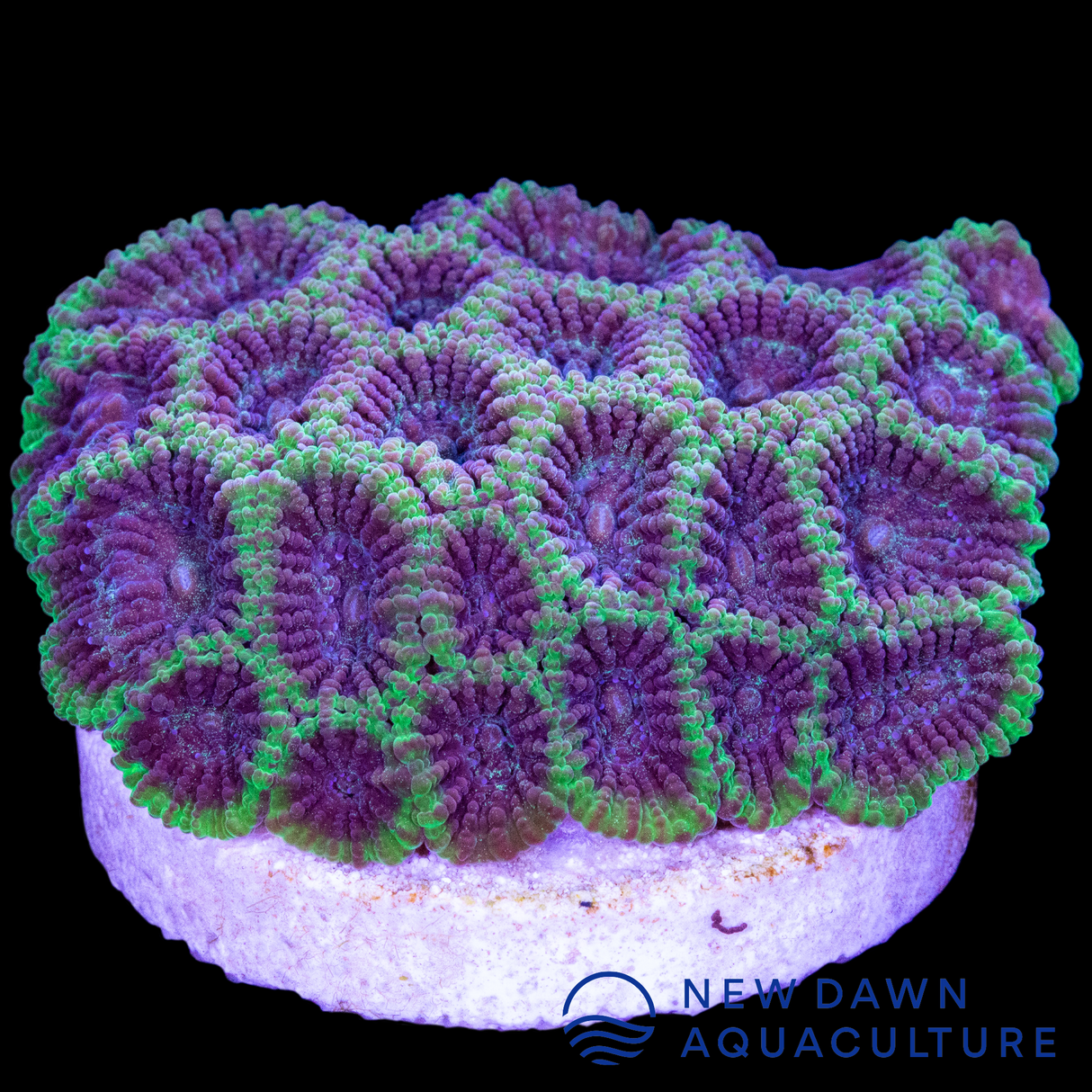 Mystic Dipsastraea
