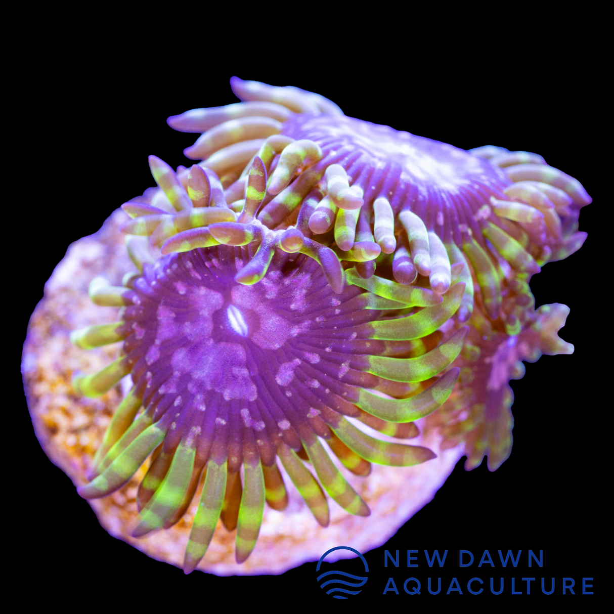 Purple Monsters Zoanthids