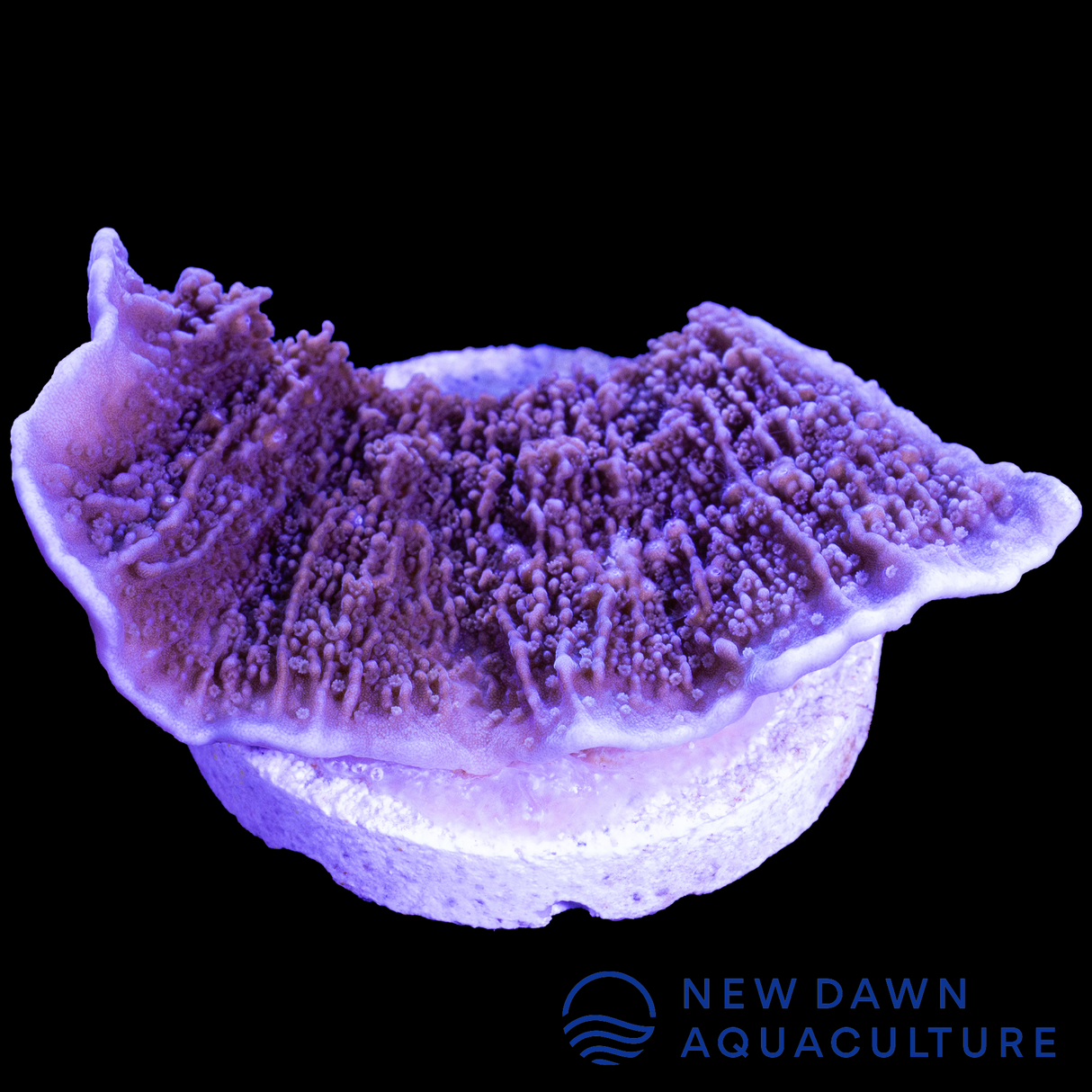 Purple Montipora Capricornis