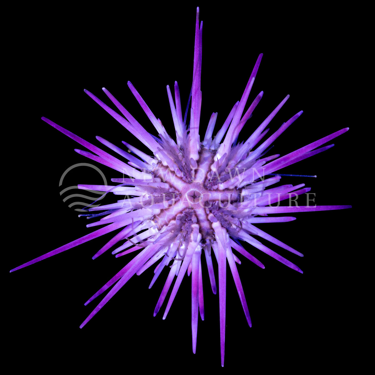 Purple Sea Urchin New Dawn Aquaculture