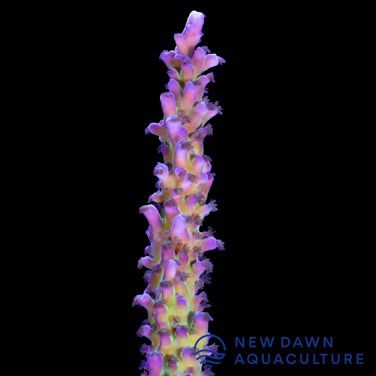 Purple Tort Acropora
