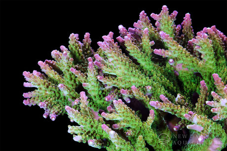 Rainbow Loom Acropora