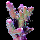 Rainbow Loom Acropora