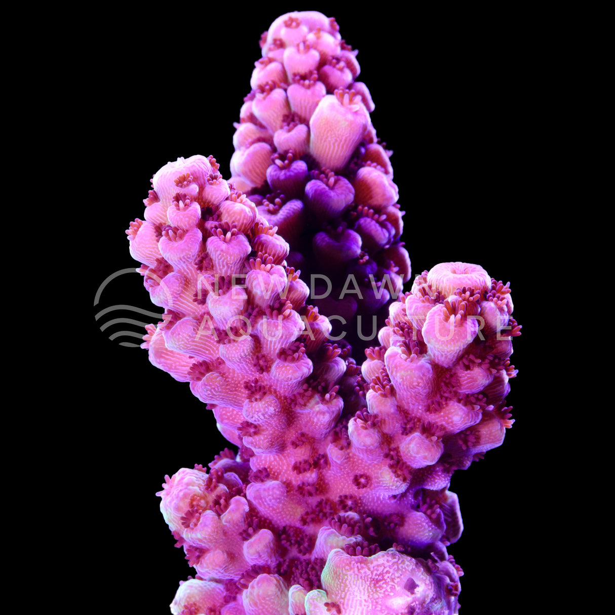 Raspberry Patch Acropora